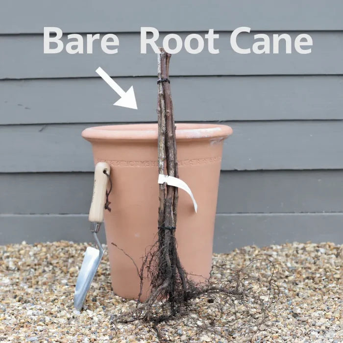 'Malling Jewel' Raspberry Plants | 10 Bare Root Canes