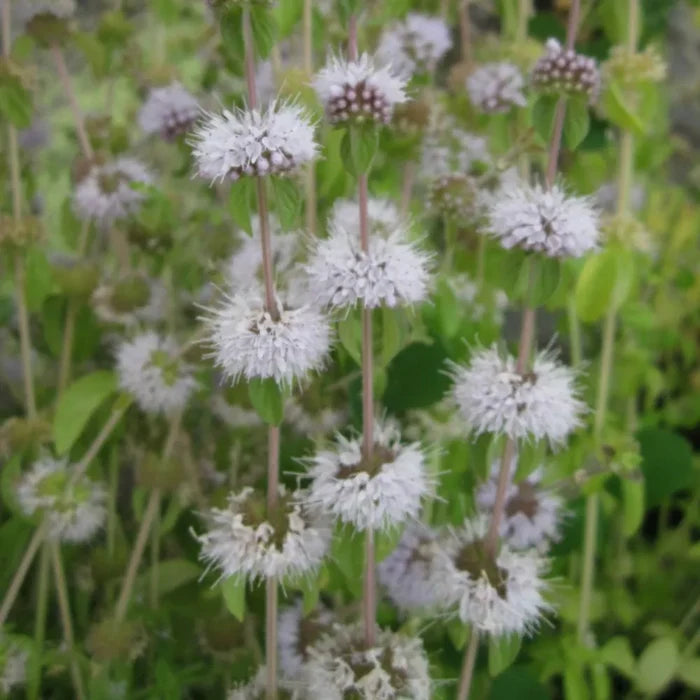 Mentha pulegium | Pennyroyal | Marginal Plant