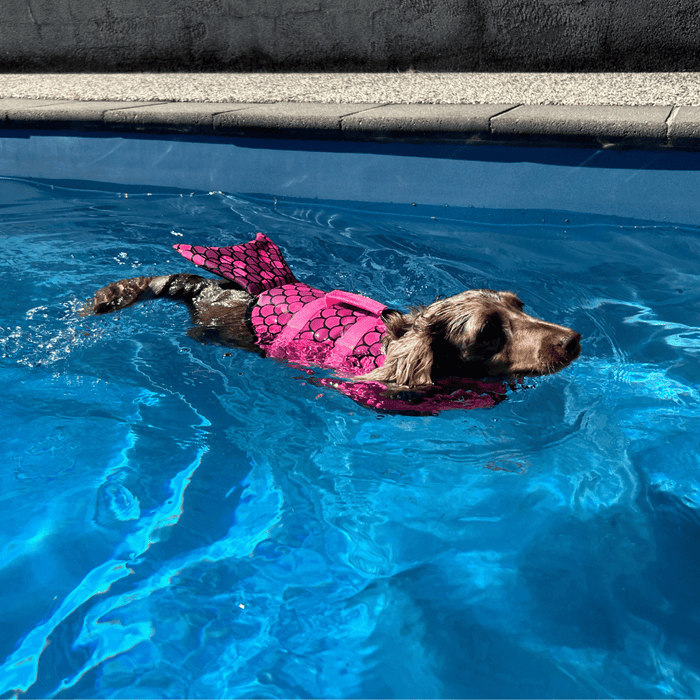 Mermaid Dog Life Jacket - Life Jackets from . at DoggyTopia