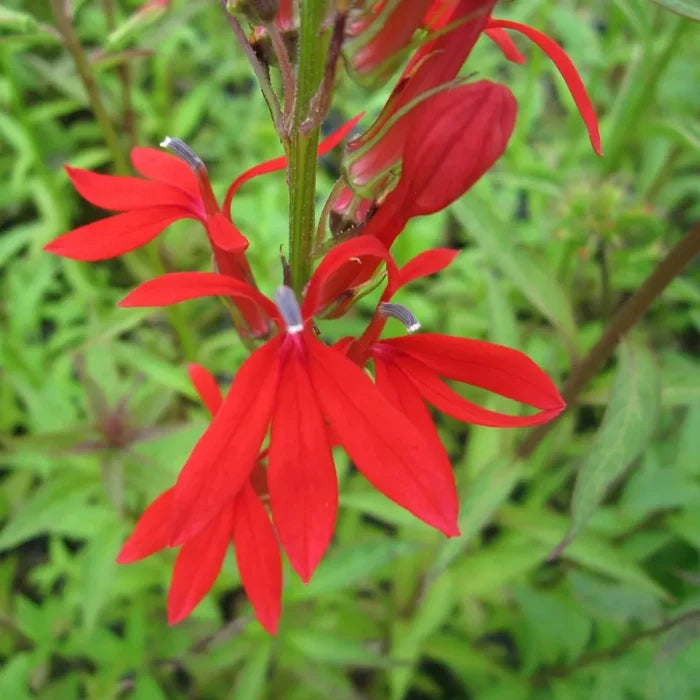 Mimulus cardinalis | Scarlet monkey‑flower | Marginal Plant
