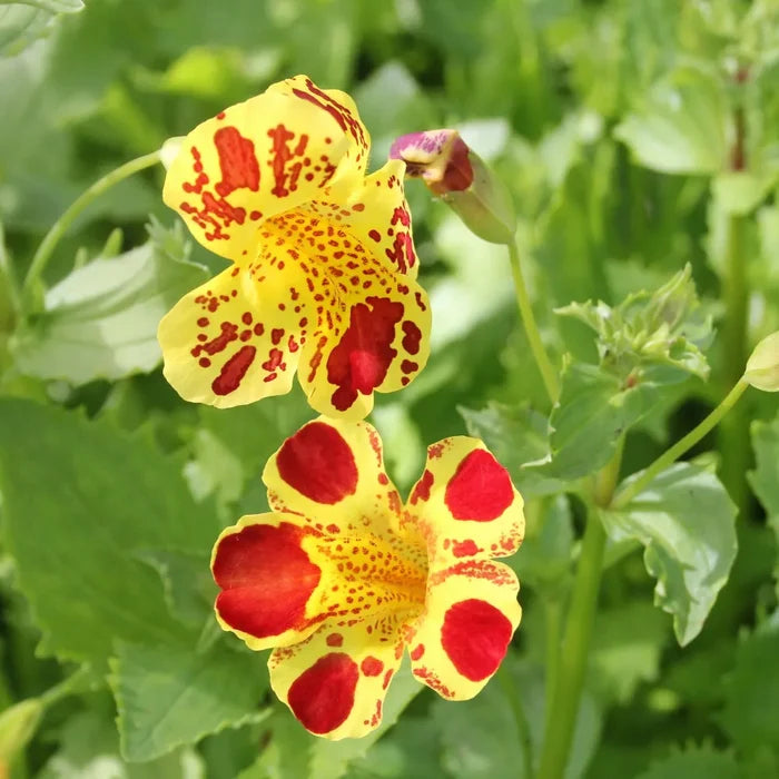 Mimulus luteus ‘Queen’s Prize’ | ‘Queen’s Prize’ yellow monkey‑flower | Marginal Plant