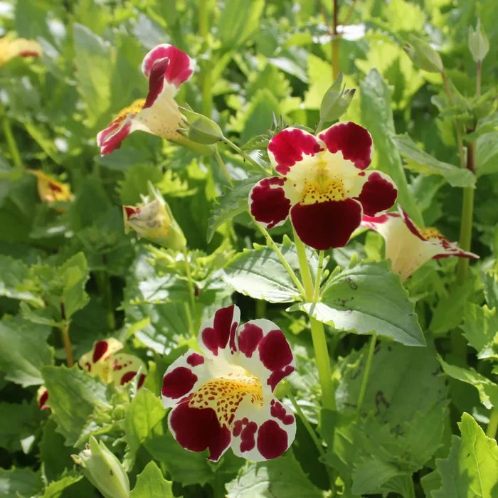 Mimulus luteus ‘Queen’s Prize’ | ‘Queen’s Prize’ yellow monkey‑flower | Marginal Plant