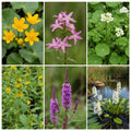 Miniature pond collection with a deep water plant