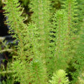 Myriophyllum crispatum | Upright water‑milfoil | Oxygenating Marginal Plant