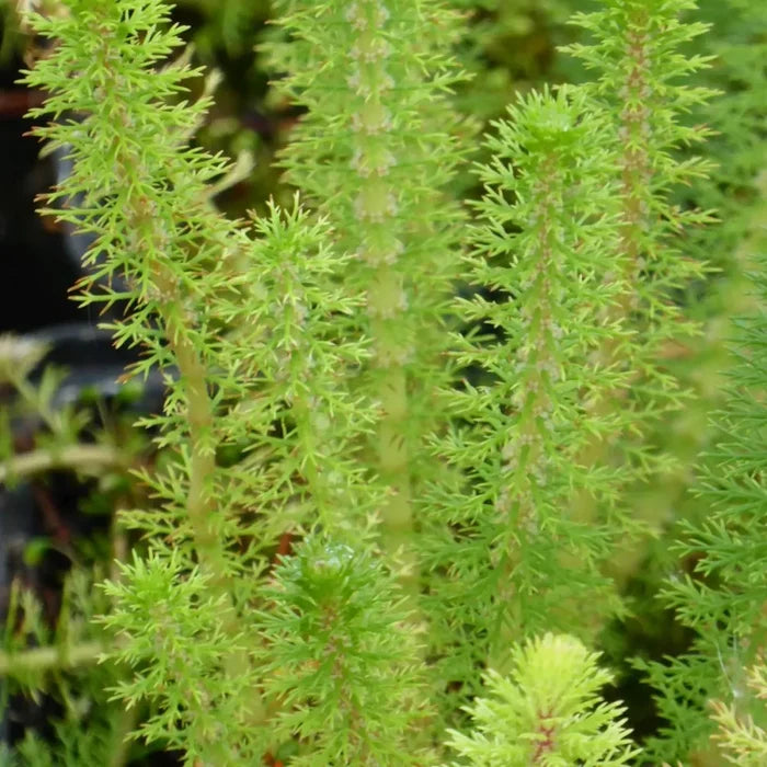 Myriophyllum crispatum | Upright water‑milfoil | Oxygenating Marginal Plant