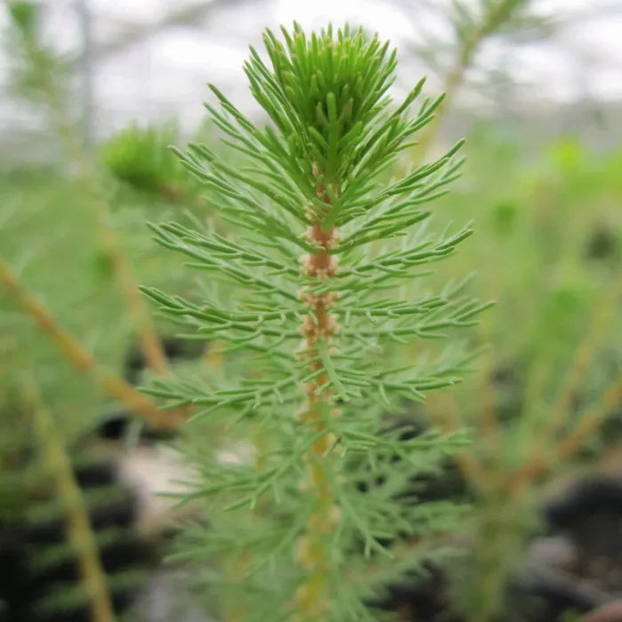 Myriophyllum crispatum | Upright water‑milfoil | Oxygenating Marginal Plant