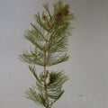 Myriophyllum spicatum | Spiked water‑milfoil | Oxygenating Plant