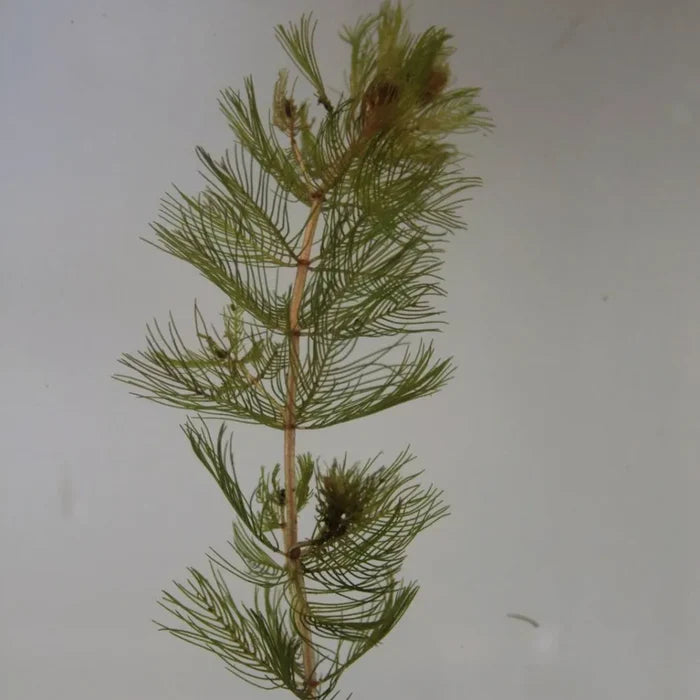 Myriophyllum spicatum | Spiked water‑milfoil | Oxygenating Plant