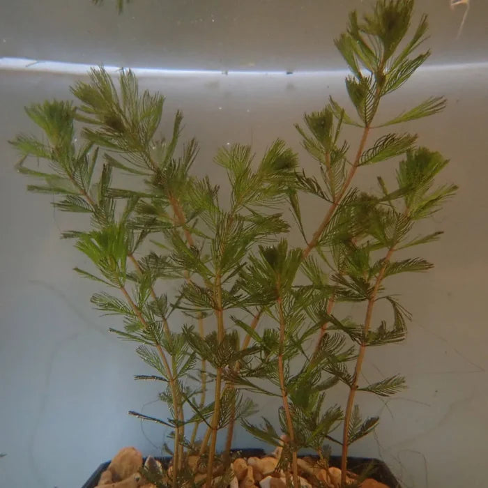 Myriophyllum spicatum | Spiked water‑milfoil | Oxygenating Plant