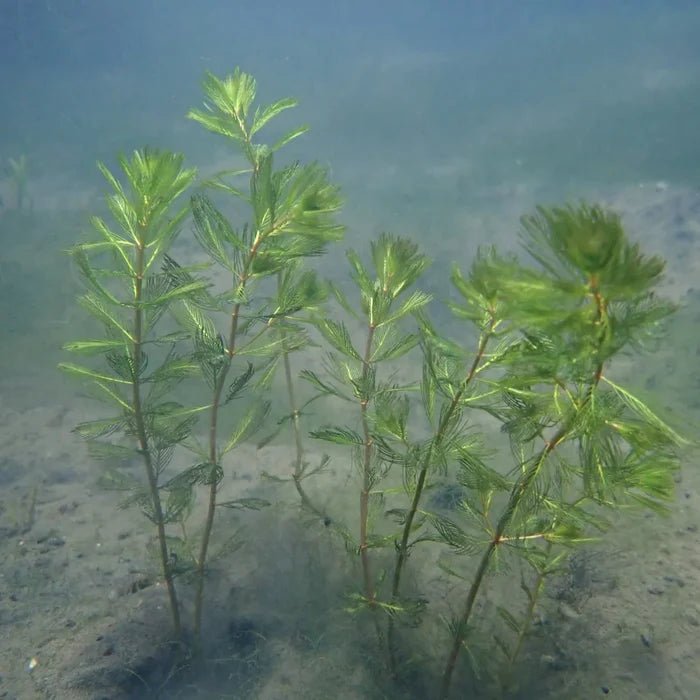 Myriophyllum spicatum | Spiked water‑milfoil | Oxygenating Plant