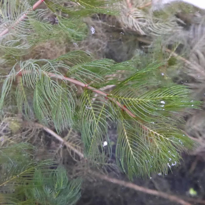 Myriophyllum spicatum | Spiked water‑milfoil | Oxygenating Plant