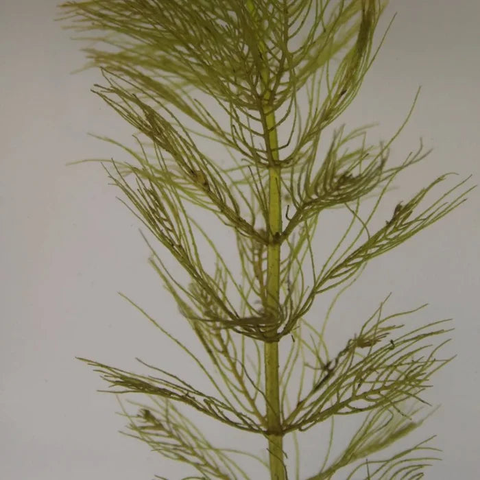 Myriophyllum verticillatum | Whorled water‑milfoil | Oxygenating Plant