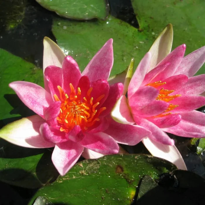 Nymphaea alba var. rubra | Red European water lily