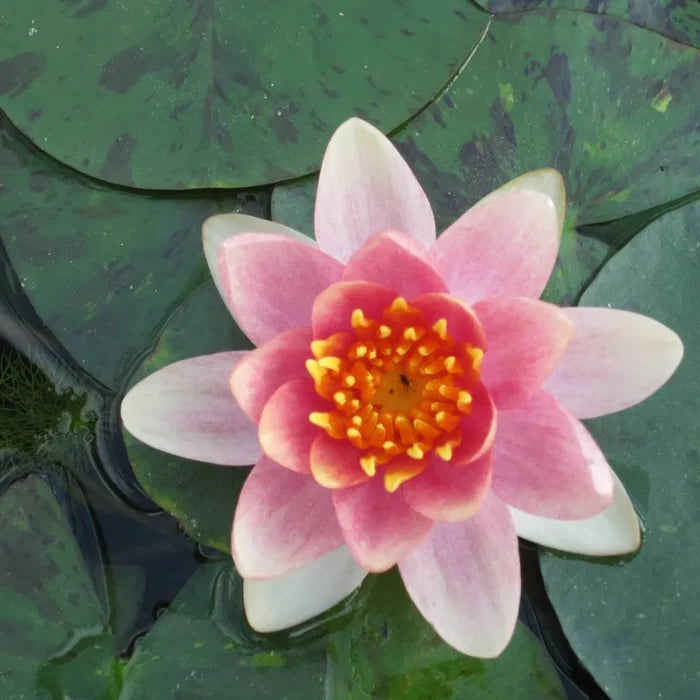 Nymphaea ‘Aurora’ | ‘Aurora’ water lily