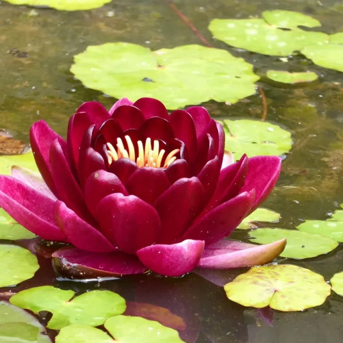 Nymphaea ‘Black Princess’ | ‘Black Princess’ water lily
