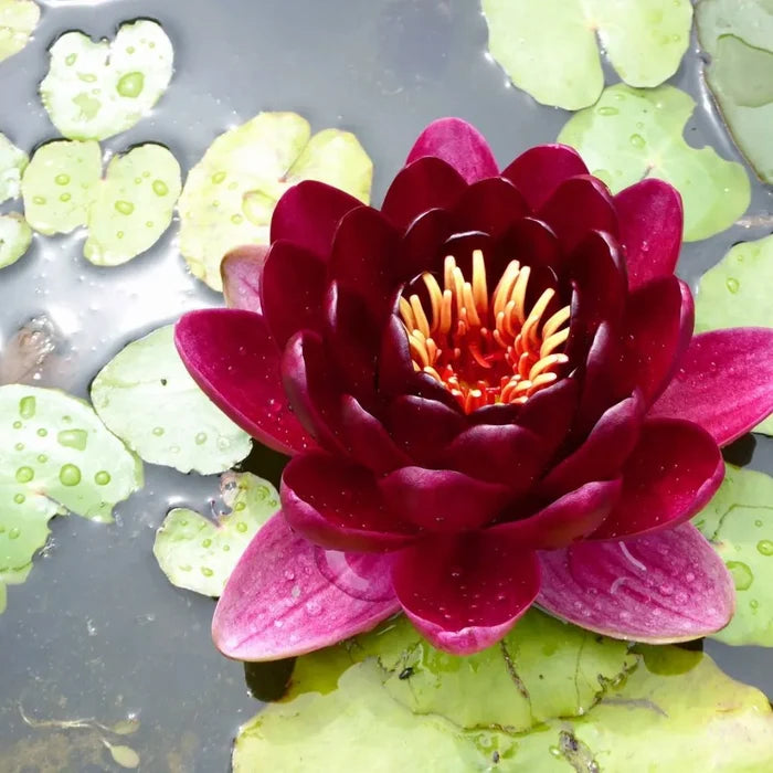 Nymphaea ‘Black Princess’ | ‘Black Princess’ water lily