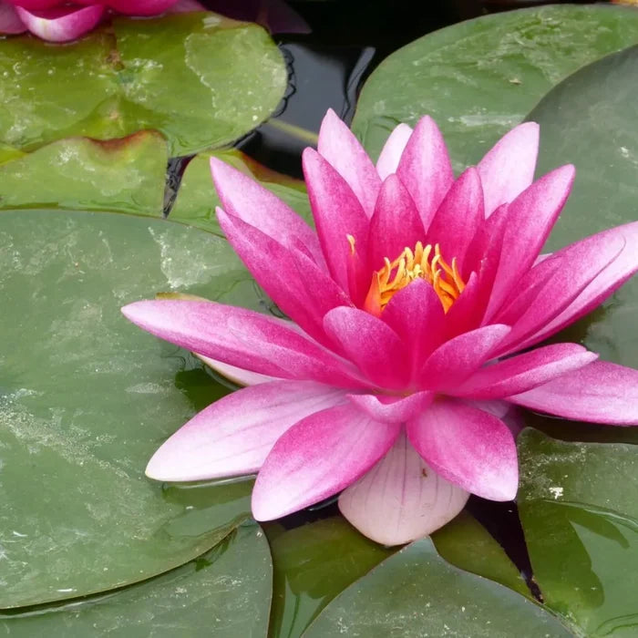 Nymphaea ‘Charles de Meurville’ | ‘Charles de Meurville’ water lily