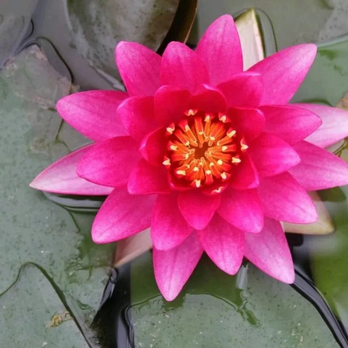 Nymphaea ‘Charles de Meurville’ | ‘Charles de Meurville’ water lily