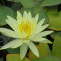 Nymphaea ‘Colonel A J Welch’ | ‘Colonel A J Welch’ water lily