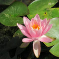 Nymphaea ‘Firecrest’ (= Odorata) | ‘Firecrest’ fragrant water lily