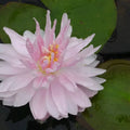 Nymphaea ‘Gloire du Temple‑sur‑Lot’ | ‘Temple‑sur‑Lot’ water lily