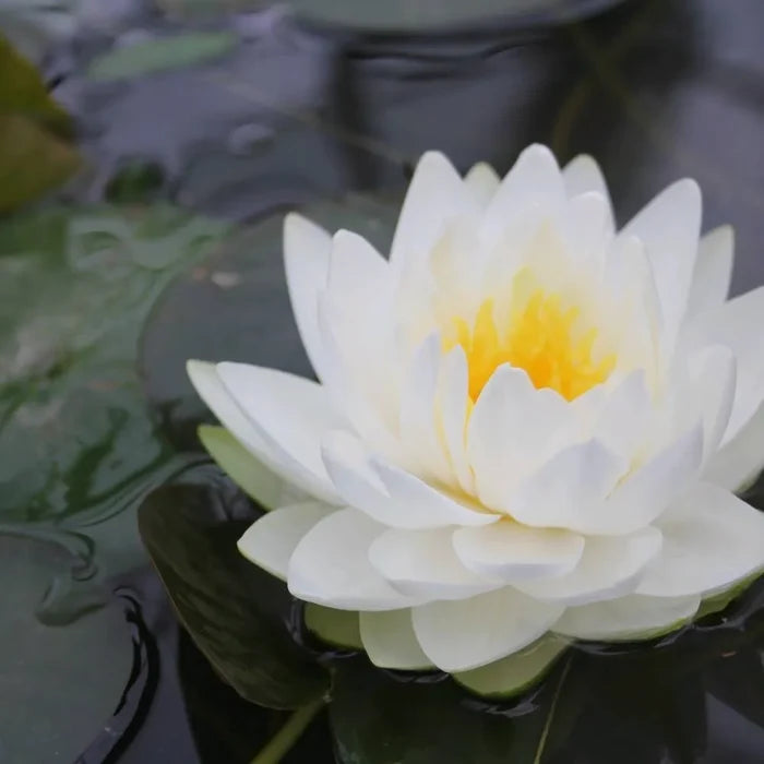 Nymphaea ‘Gonnère’ | ‘Snowball’ water lily