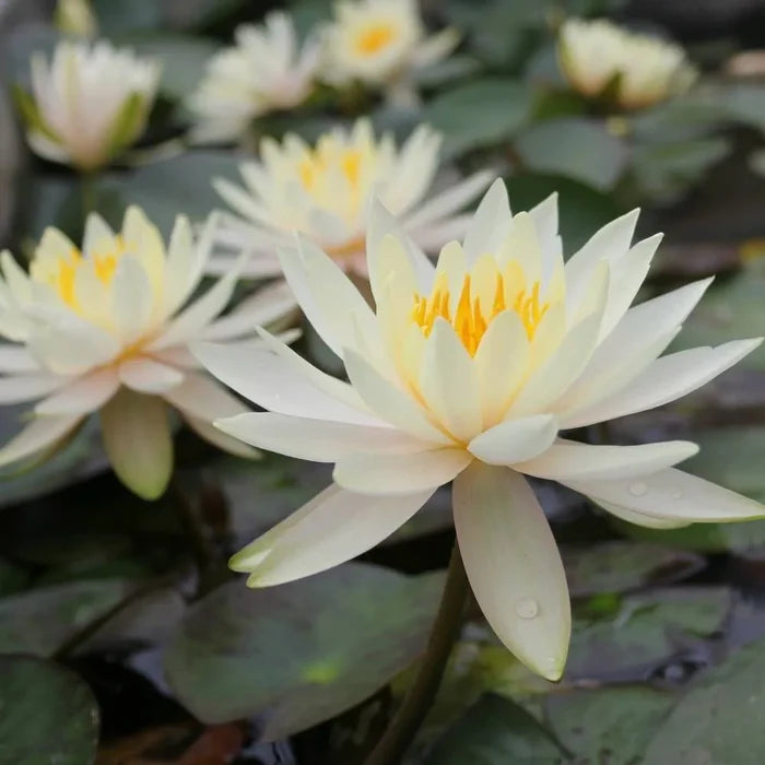 Nymphaea ‘Inner Light’ | ‘Inner Light’ water lily