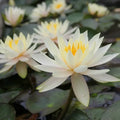 Nymphaea ‘Inner Light’ | ‘Inner Light’ water lily