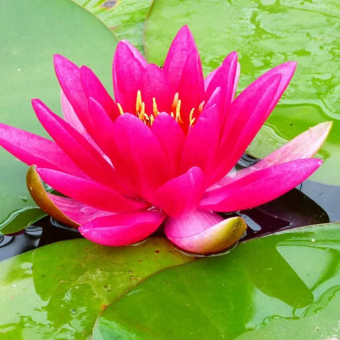 Nymphaea ‘James Brydon’ | ‘James Brydon’ water lily