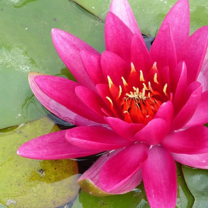 Nymphaea ‘James Brydon’ | ‘James Brydon’ water lily
