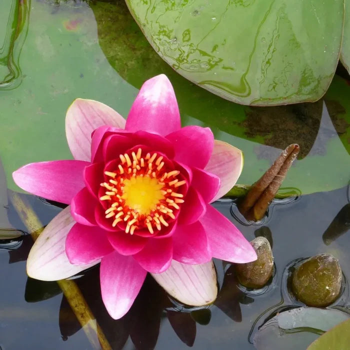 Nymphaea ‘James Brydon’ | ‘James Brydon’ water lily
