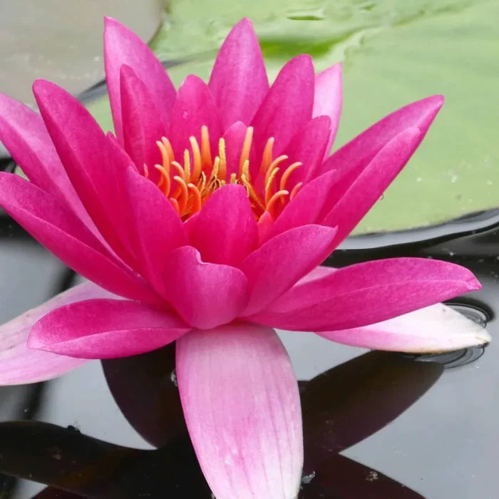 Nymphaea ‘James Brydon’ | ‘James Brydon’ water lily