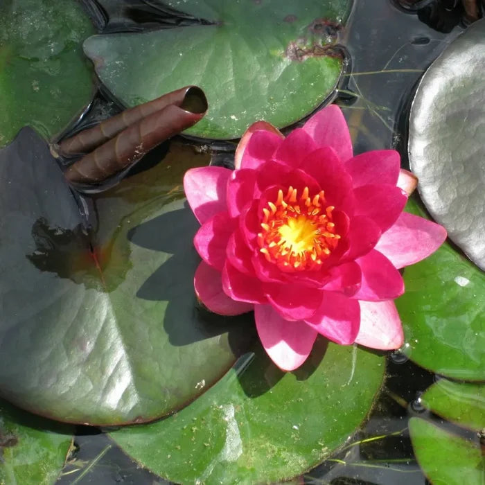 Nymphaea ‘James Brydon’ | ‘James Brydon’ water lily