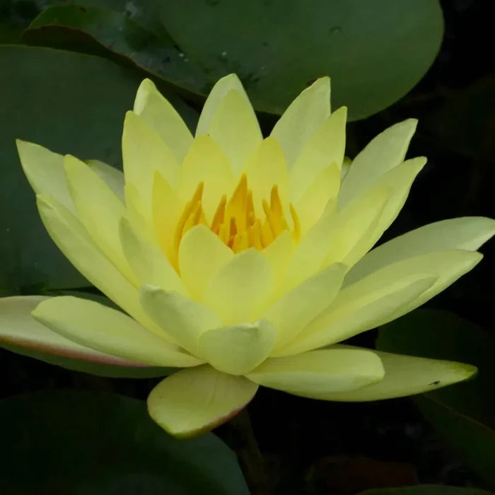 Nymphaea ‘Joey Tomocik’ | ‘Joey Tomocik’ water lily