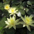 Nymphaea ‘Odorata Sulphurea’ | Yellow fragrant water lily