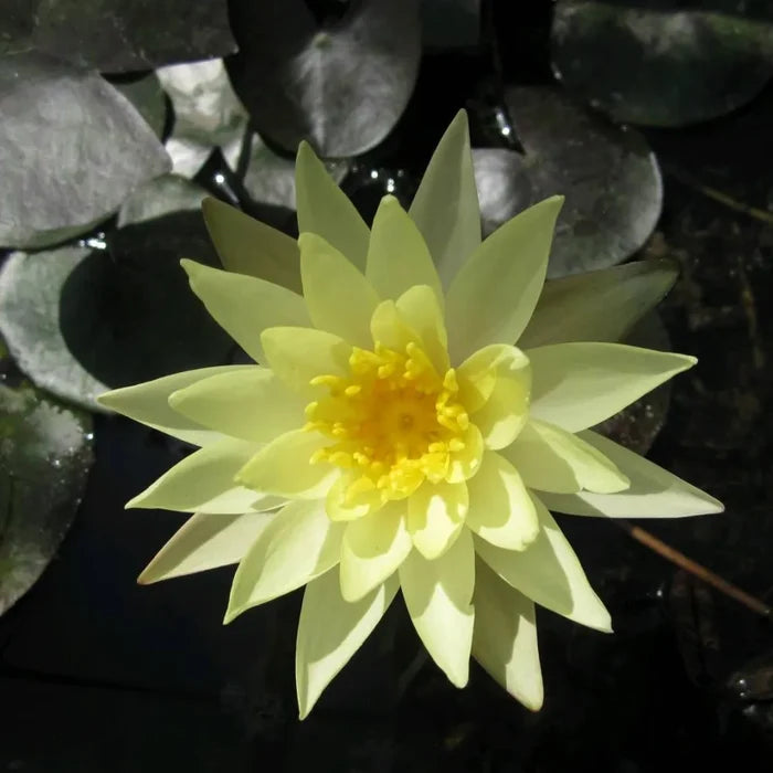 Nymphaea ‘Odorata Sulphurea’ | Yellow fragrant water lily