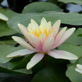 Nymphaea ‘Paul Hariot’ | ‘Paul Hariot’ water lily