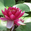 Nymphaea ‘Perry’s Baby Red’ | ‘Perry’s Baby Red’ water lily