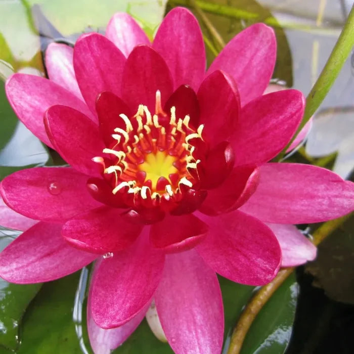 Nymphaea ‘Perry’s Baby Red’ | ‘Perry’s Baby Red’ water lily
