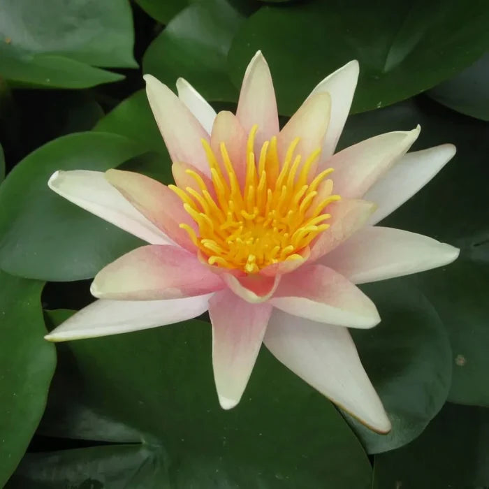 Nymphaea ‘Sioux’ | ‘Sioux’ water lily