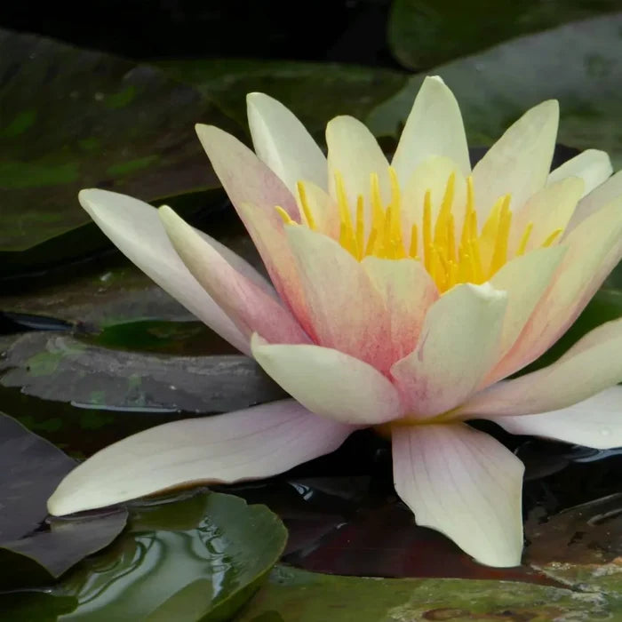 Nymphaea ‘Sioux’ | ‘Sioux’ water lily