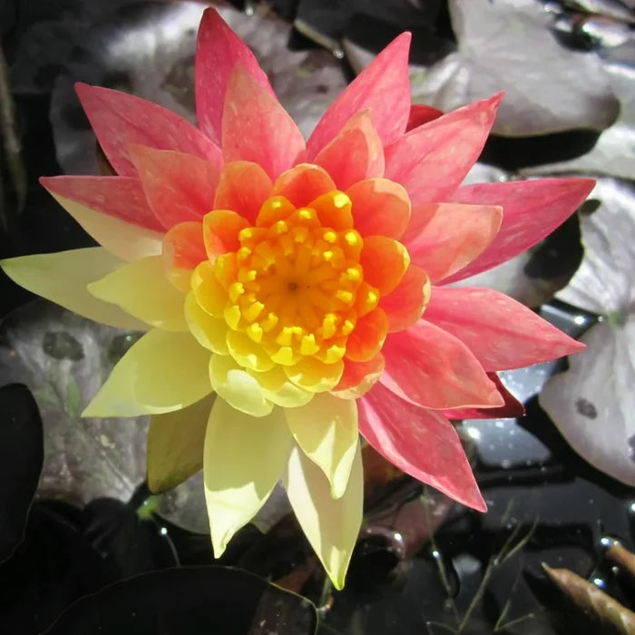Nymphaea ‘Wanvisa’ | ‘Wanvisa’ water lily