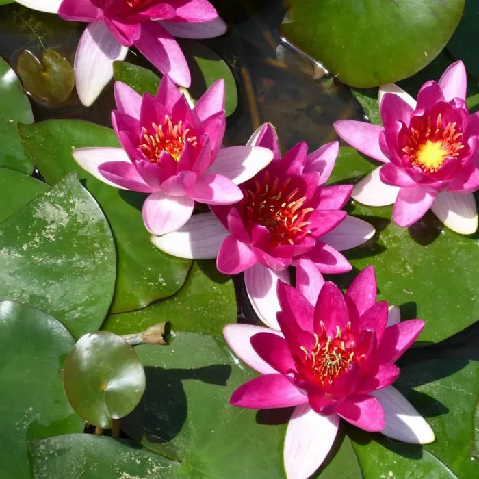 Nymphaea ‘Xiafei’ | ‘Xiafei’ water lily
