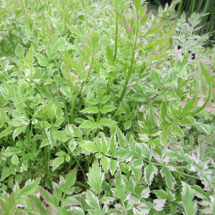 Oenanthe javanica ‘Flamingo’ | Variegated water celery ‘Flamingo’ | Marginal Plant