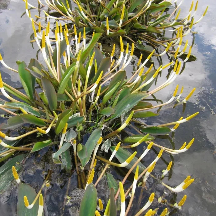 Orontium aquaticum | Golden club | Marginal Plant