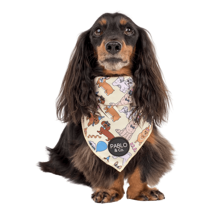 Pablo & Co Party Dawgs Bandana - Bandanas from Pablo & Co at DoggyTopia