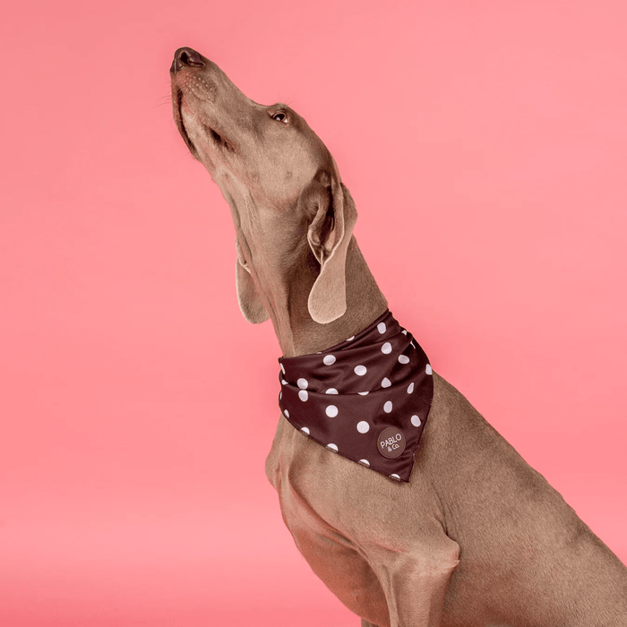 Pablo & Co Polka Dots Bandana - Bandanas from Pablo & Co at DoggyTopia