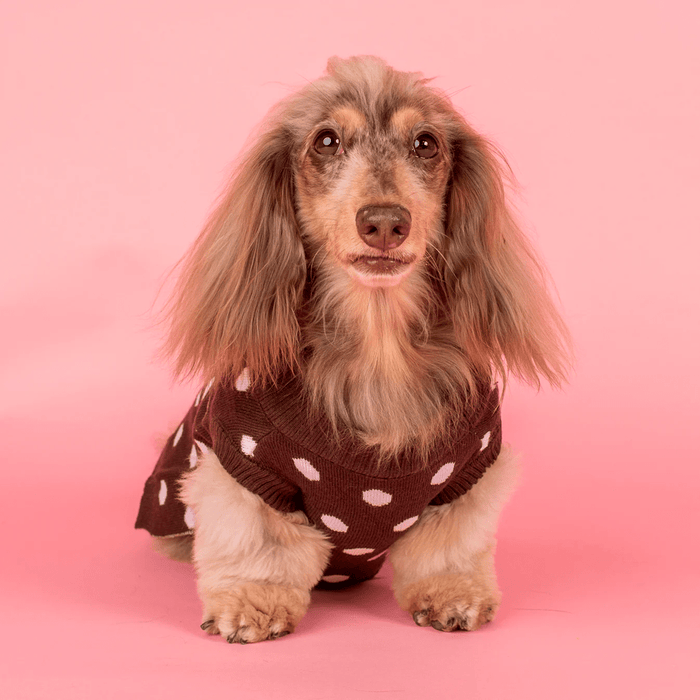Pablo & Co Polka Dots Sweater - Knit Jumpers from Pablo & Co at DoggyTopia
