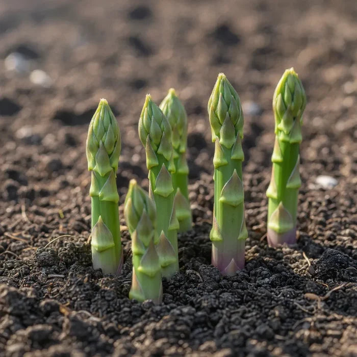 Pacific 2000' Asparagus Plant | 3L Pot