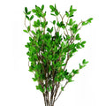Pack of 6 x 100cm Mini Leaf Ficus Stem